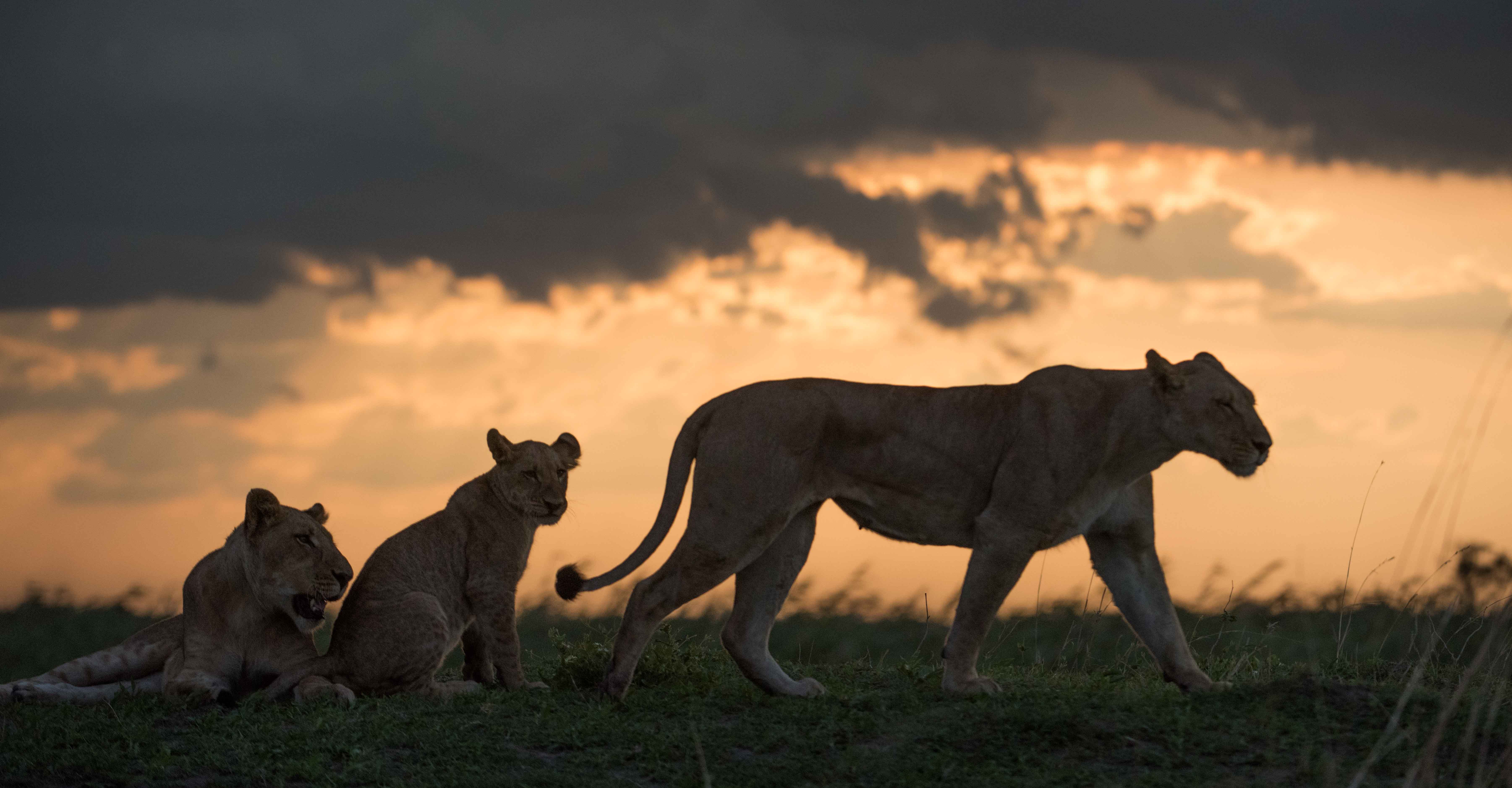 Lion Cubs and lionness 