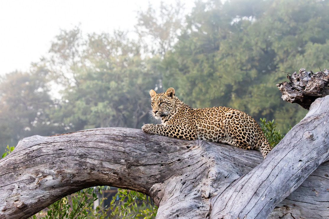 Leopard in a tree