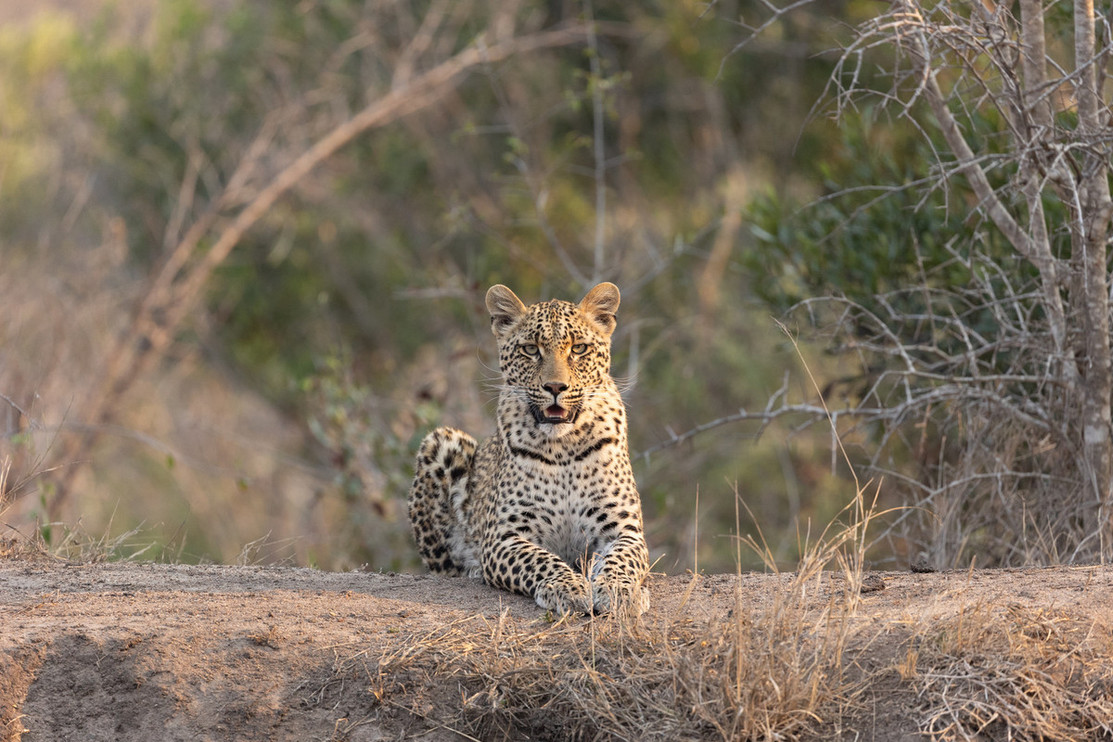 Leopard in a tree
