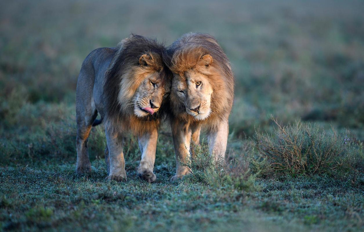 Male lion brothers that form a dominant coalition