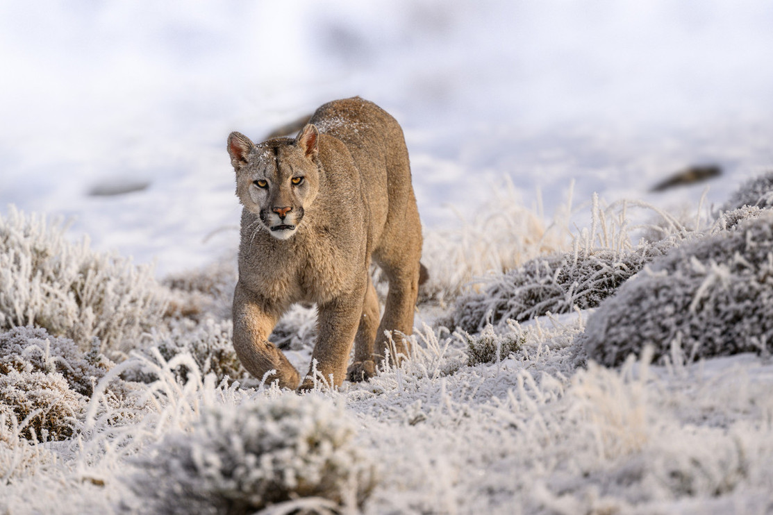 A puma in snowy Patagonia, Chile