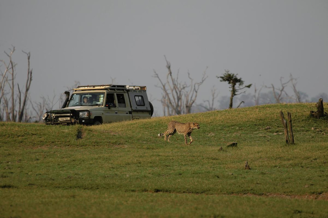 A collared cheetah named King