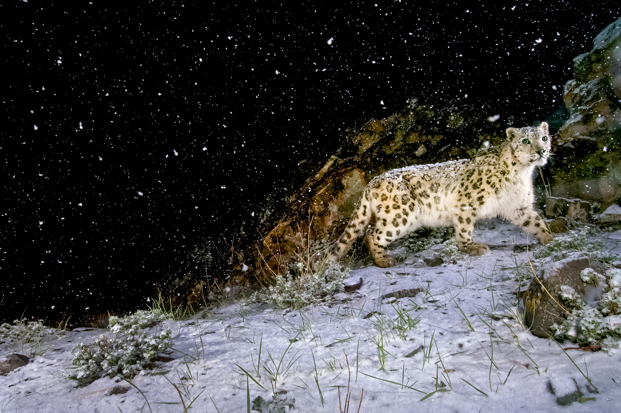 A snow leopard in the Himalayas