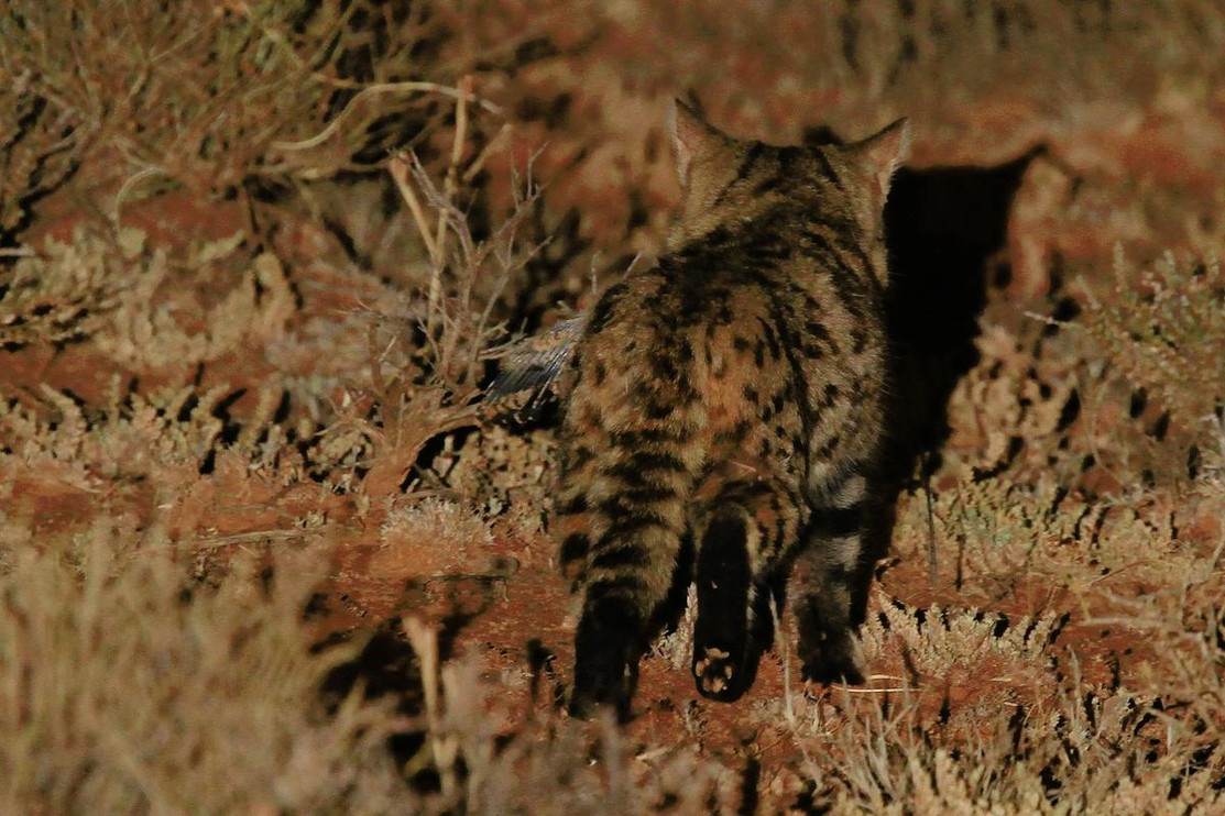 The soles of the black-footed cat's feet, for which it is named.