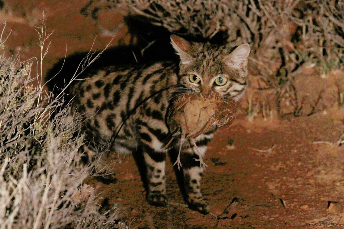 A black-footed cat holds a bird in its mouth.