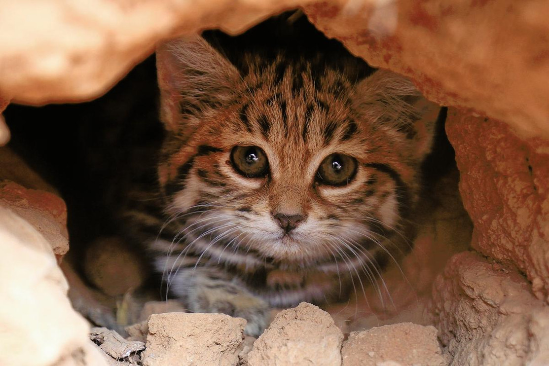 A black-footed cat peers out from inside its den.
