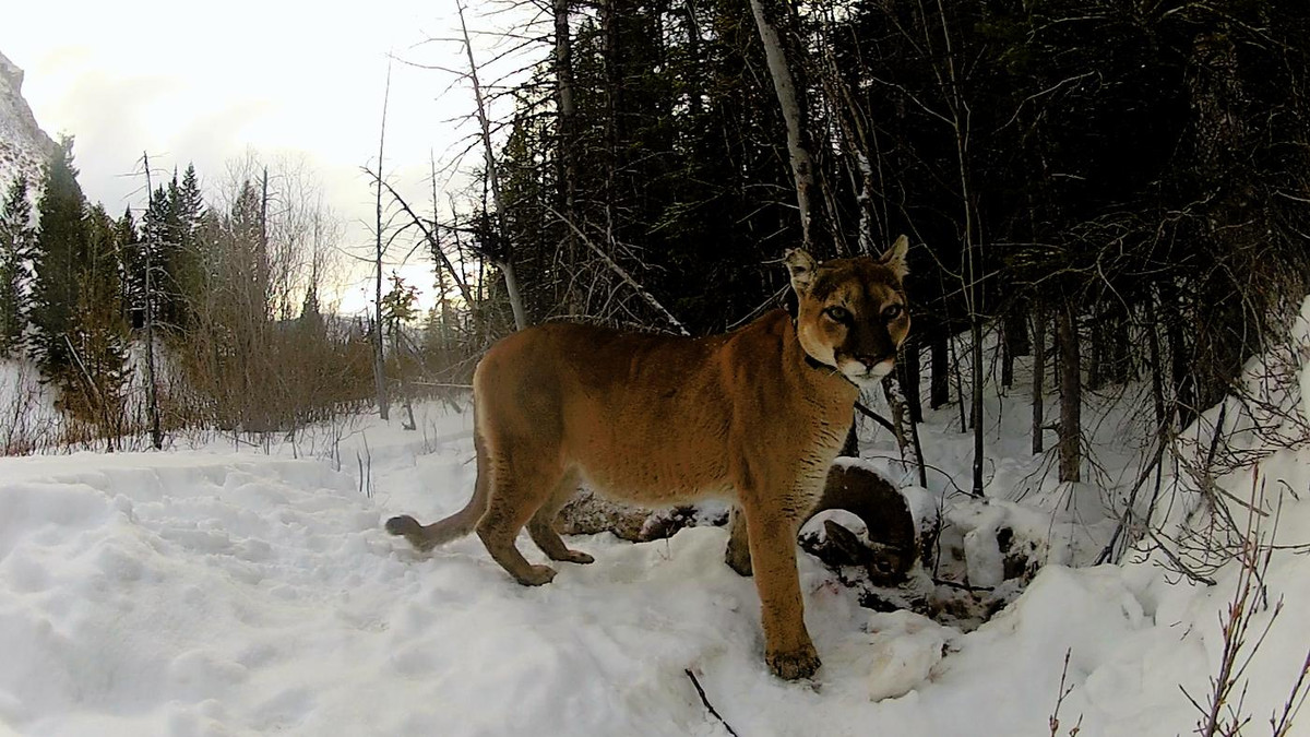A female cougar collared during the Panthera Teton Cougar Project