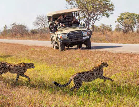 A truck drives down a road as cheetahs run across a plain