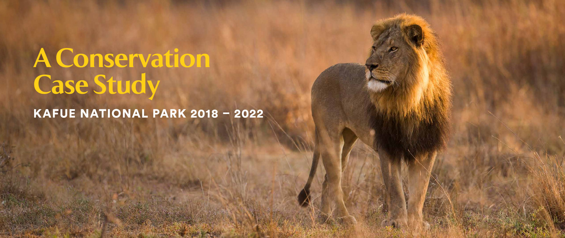 Lion standing on a plain as the sun sets. Overlaid text: A Conservation Case Study: Kafue National Park 2018 – 2022