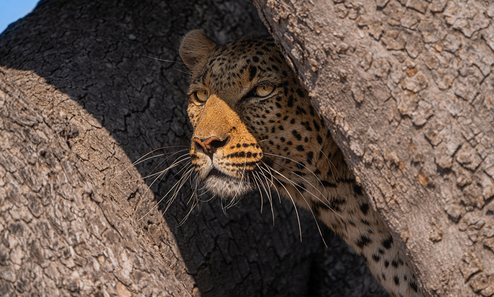 Leopard poking head out of a cave