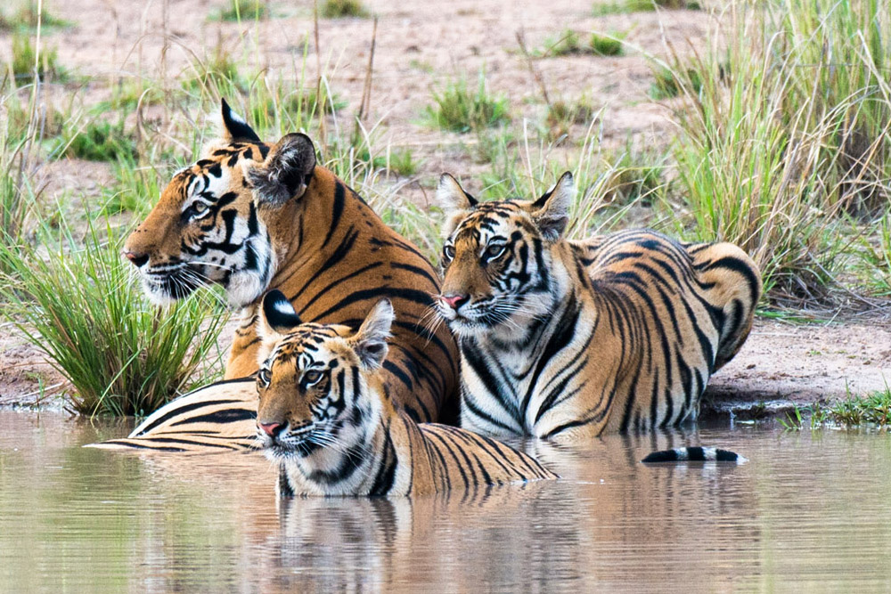 Tigers