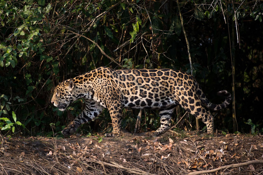 Jaguar