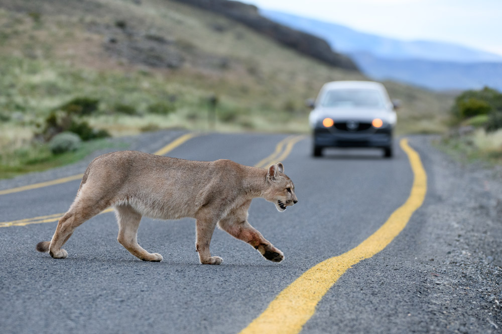 Cougar crossing road