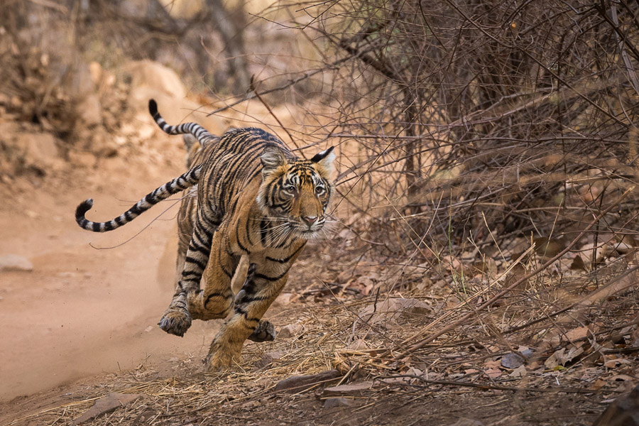 Tiger Running