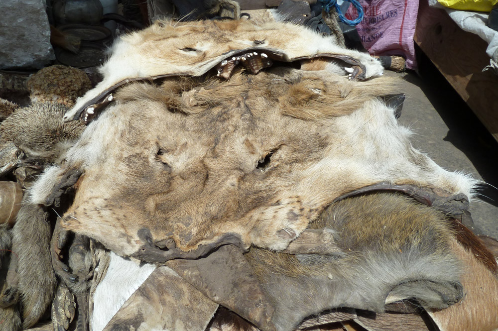 Lion skin and other seized wildlife contraband