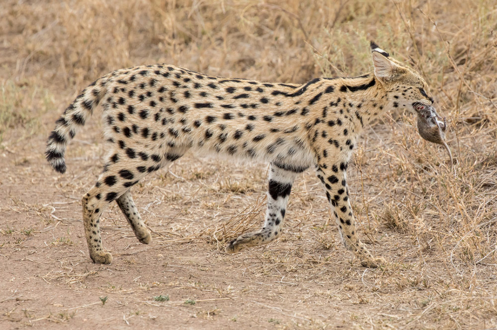 WIld cat carrying prey