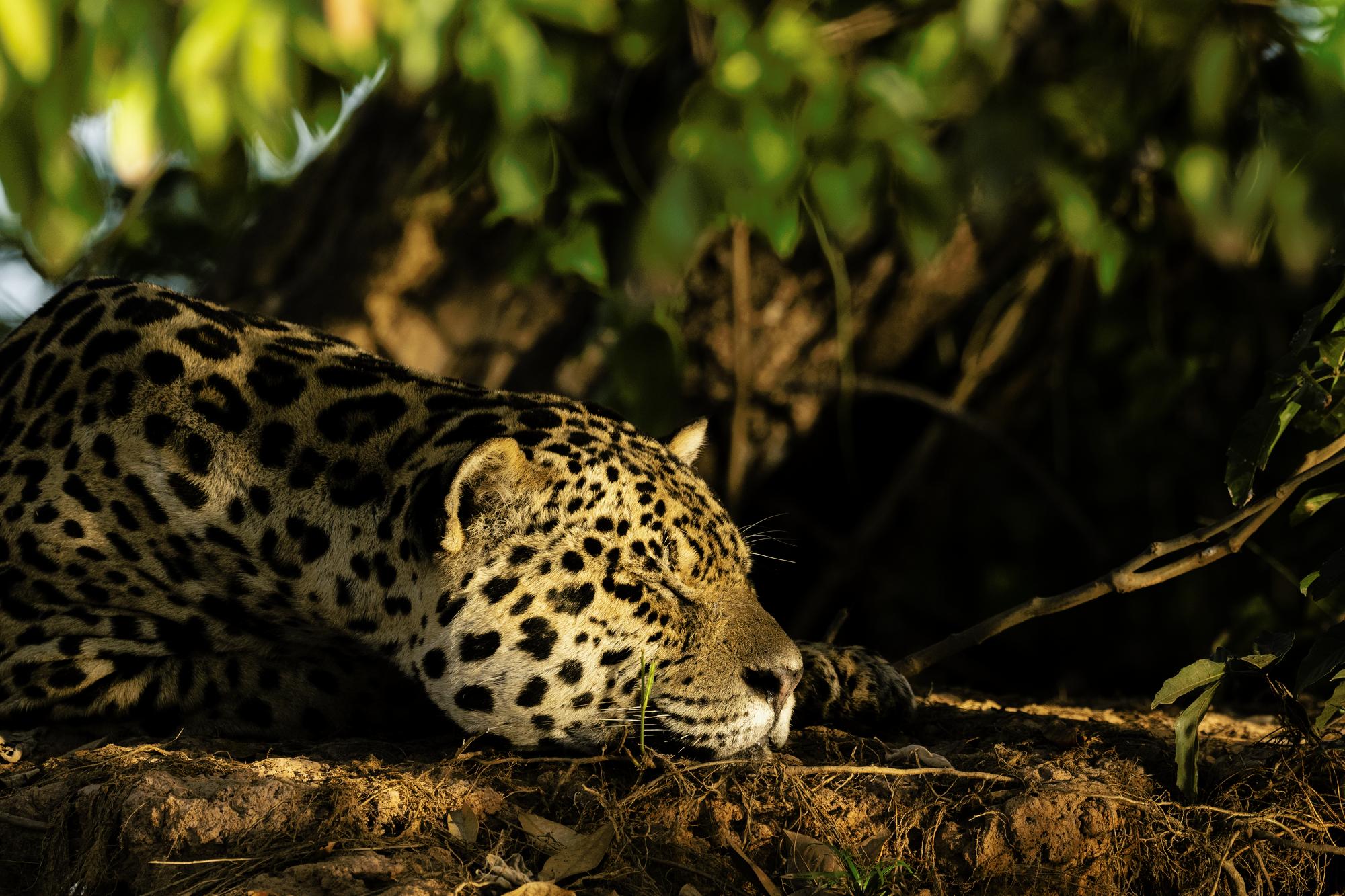 Sleeping jaguar
