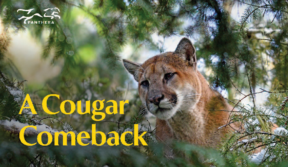 A Cougar Comeback