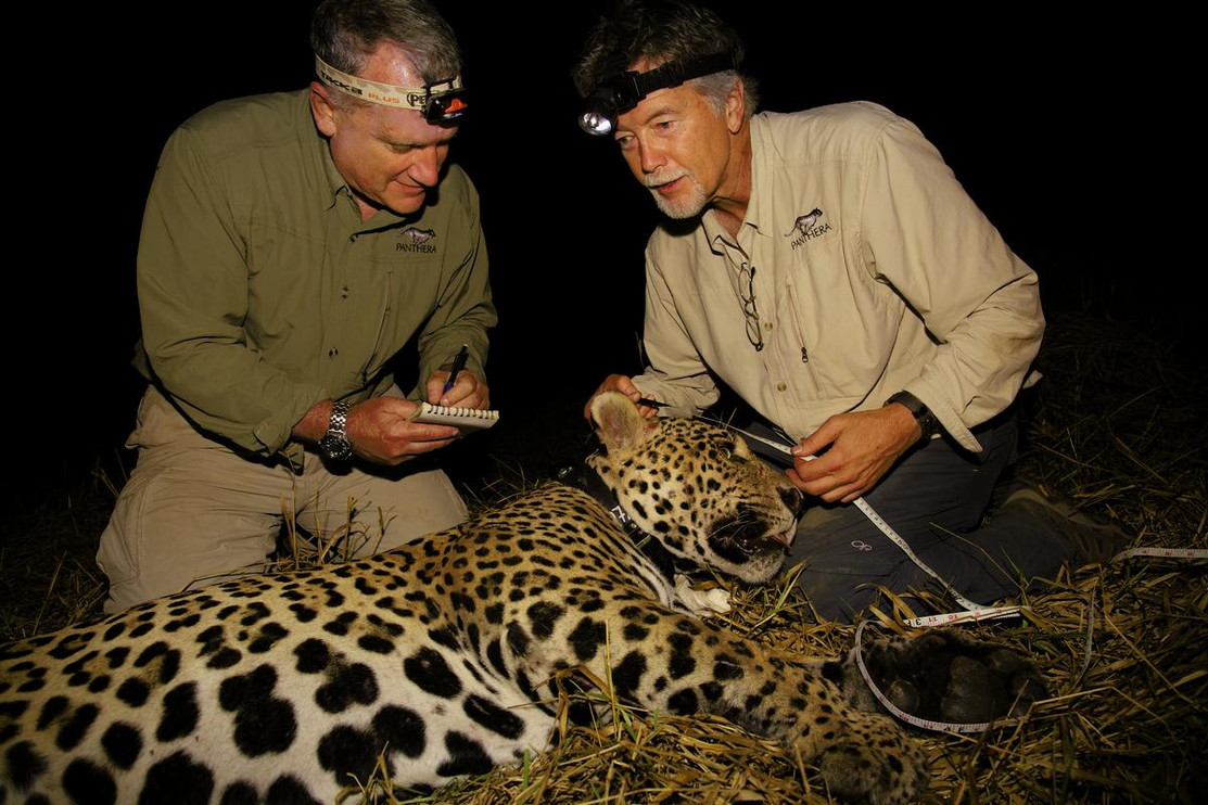 Dr. Alan Rabinowitz and Dr. Howard Quigley collaring a jaguar in Pantanal, Brazil