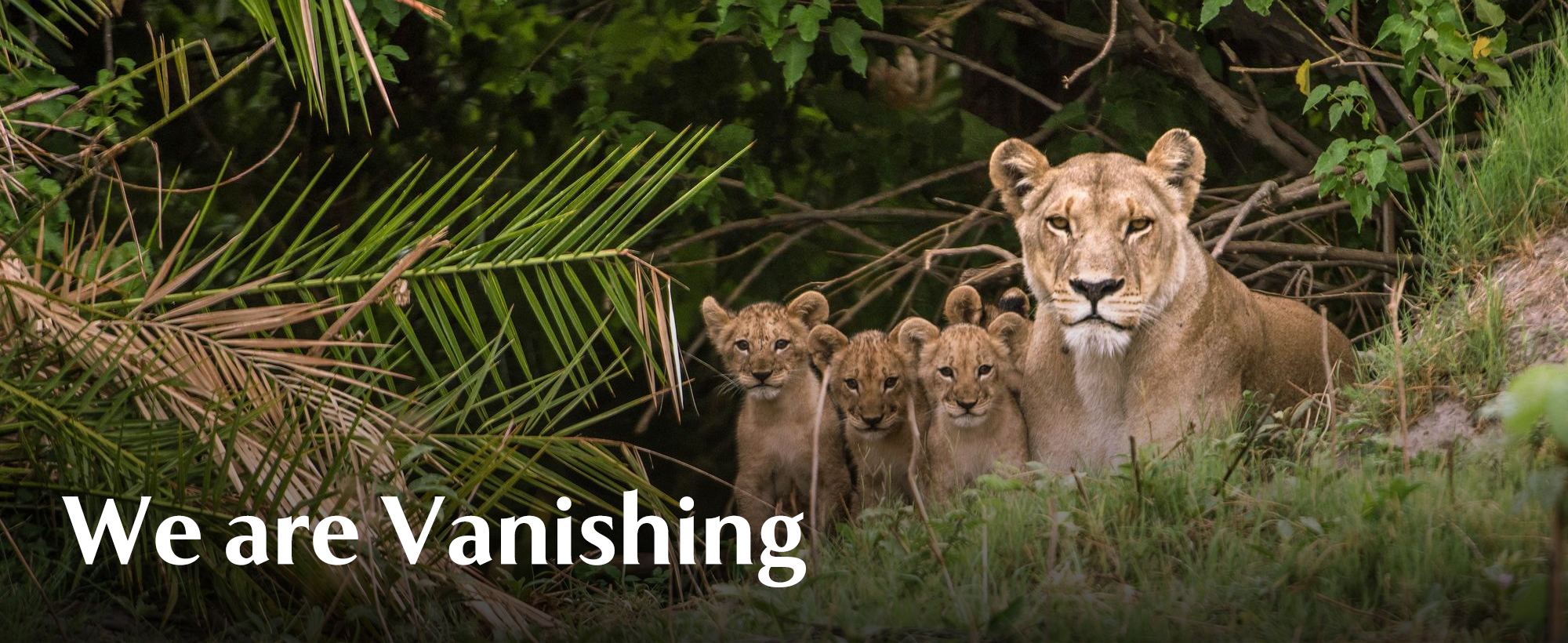 We are Vanishing