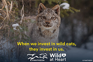 Lynx