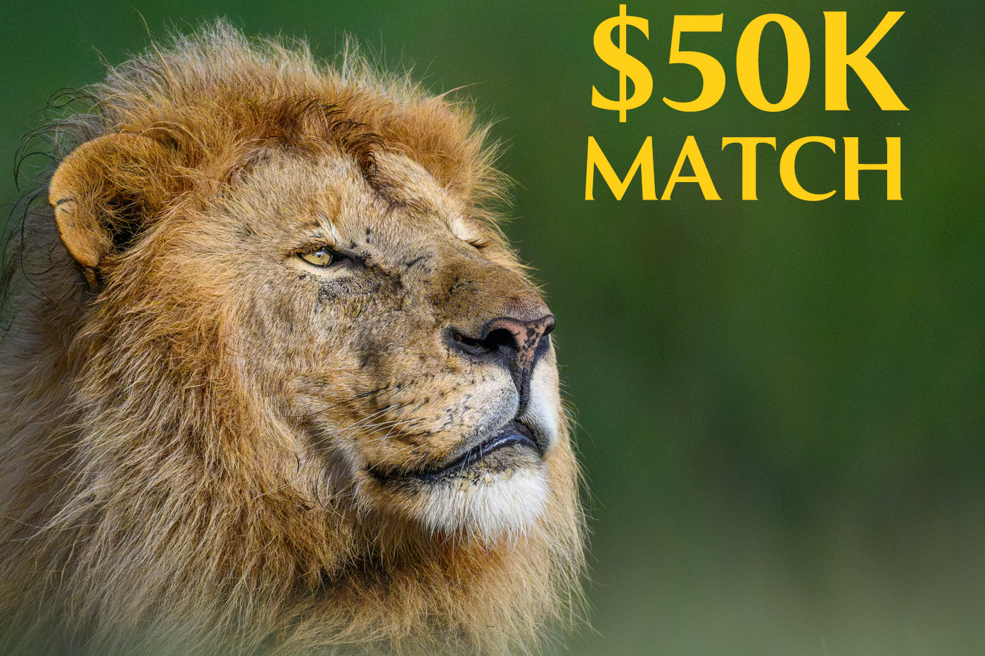 Female puma with two cubs in fresh snow