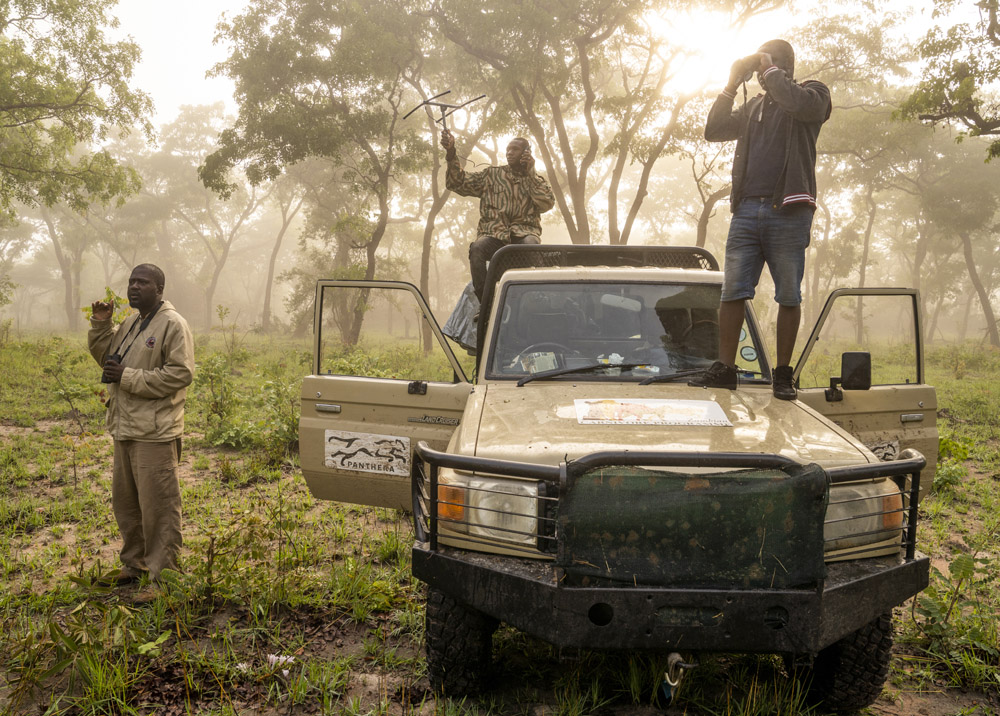 Panthera Zambia staff using telemetry