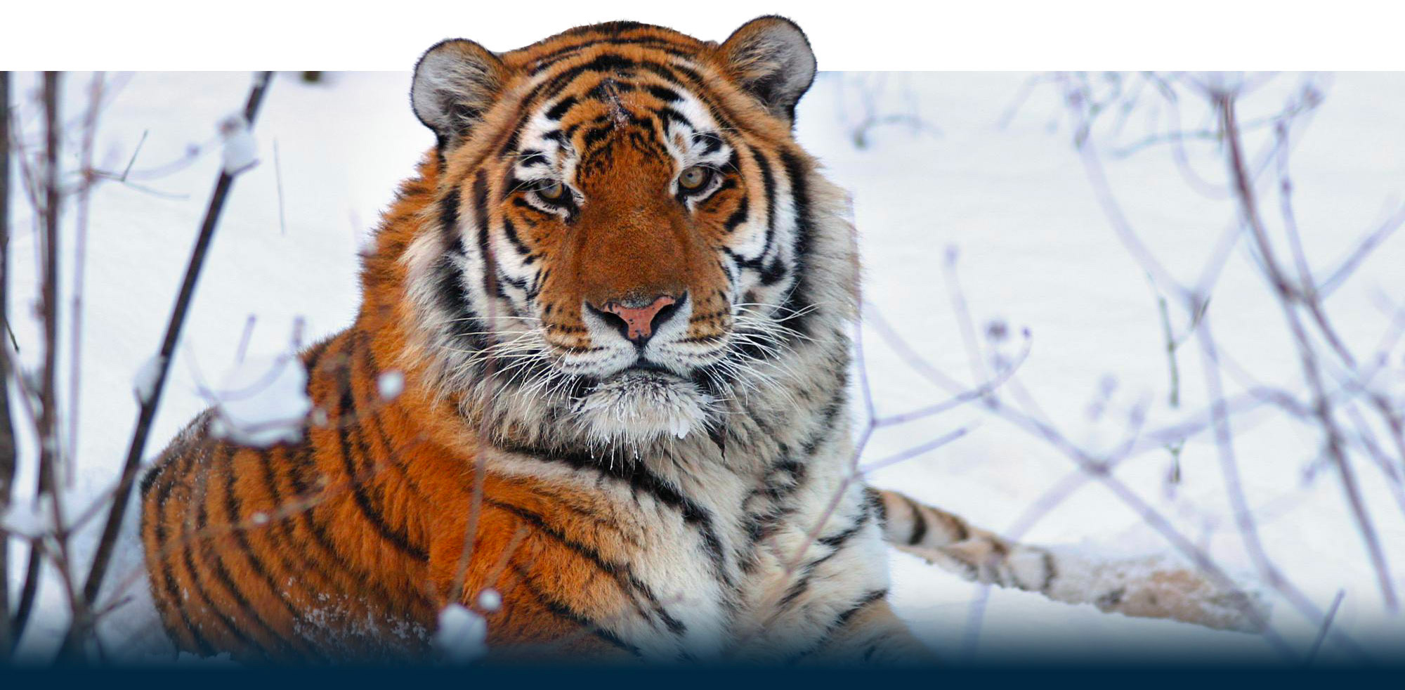 Tiger In Snow