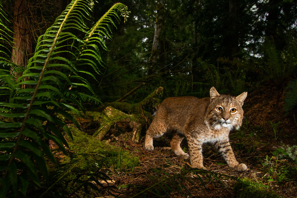 Bobcat