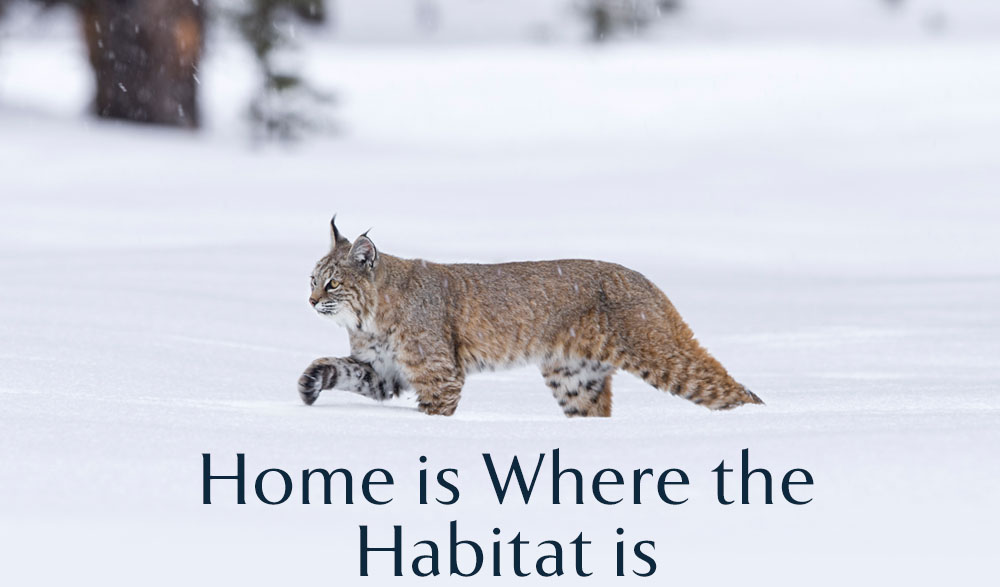 Home is Where the Habitat is