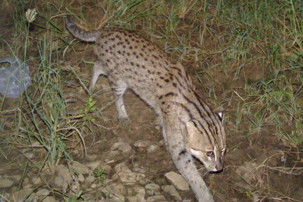 Fishing Cat