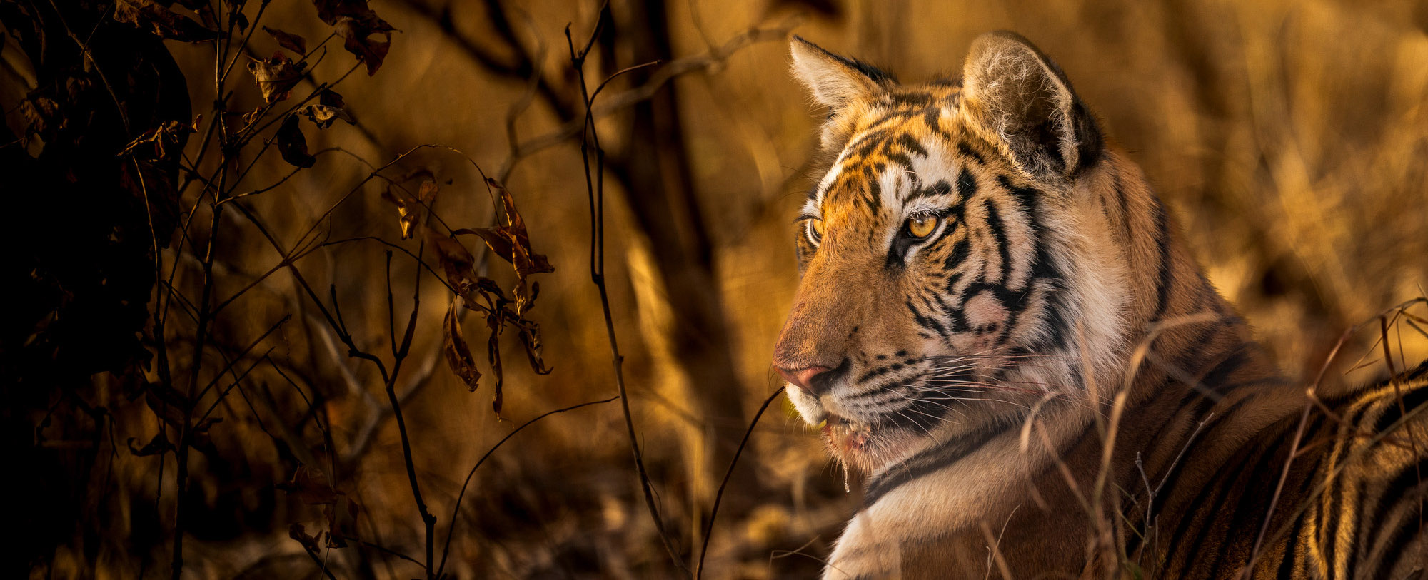 Tiger in its natural habitat