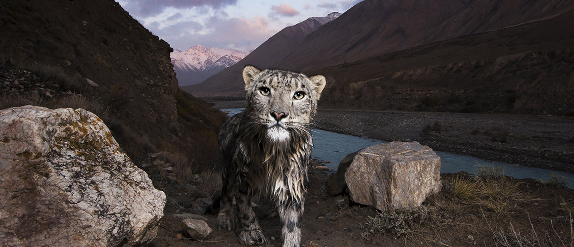 Lion skin and other seized wildlife contraband