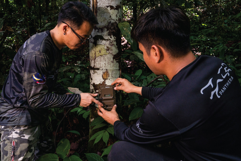 Cheetah biologists, Kim Young-Overton and Xia Stevens, placing camera trap on tree