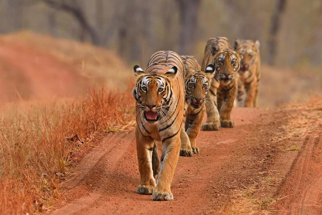 Tigers walking