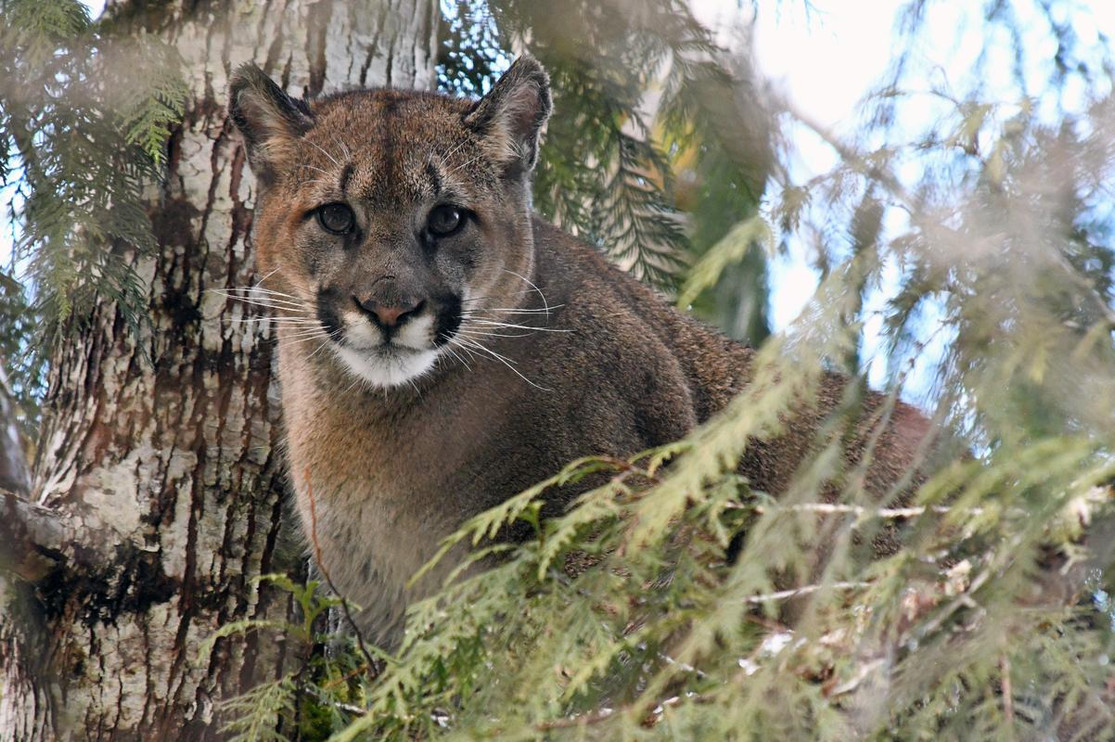 Washington Puma