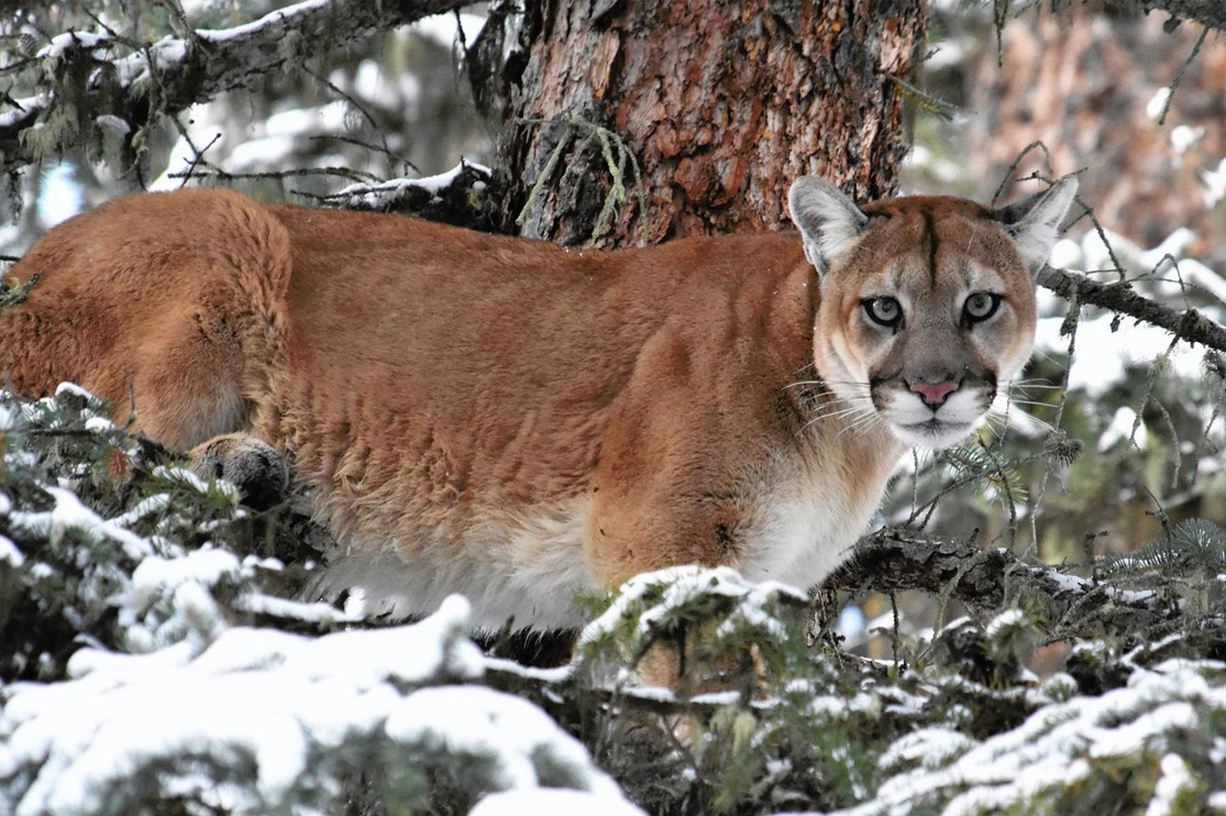 Cougar in snowy brush