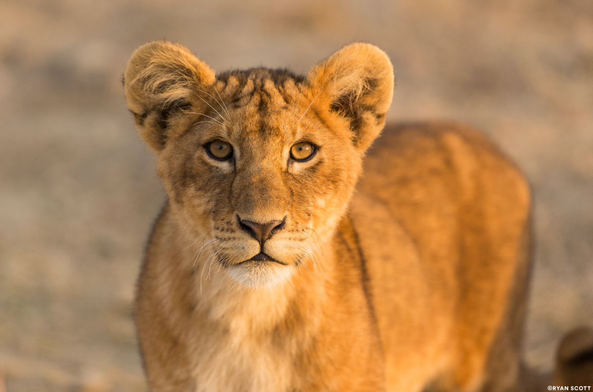 Lion cub