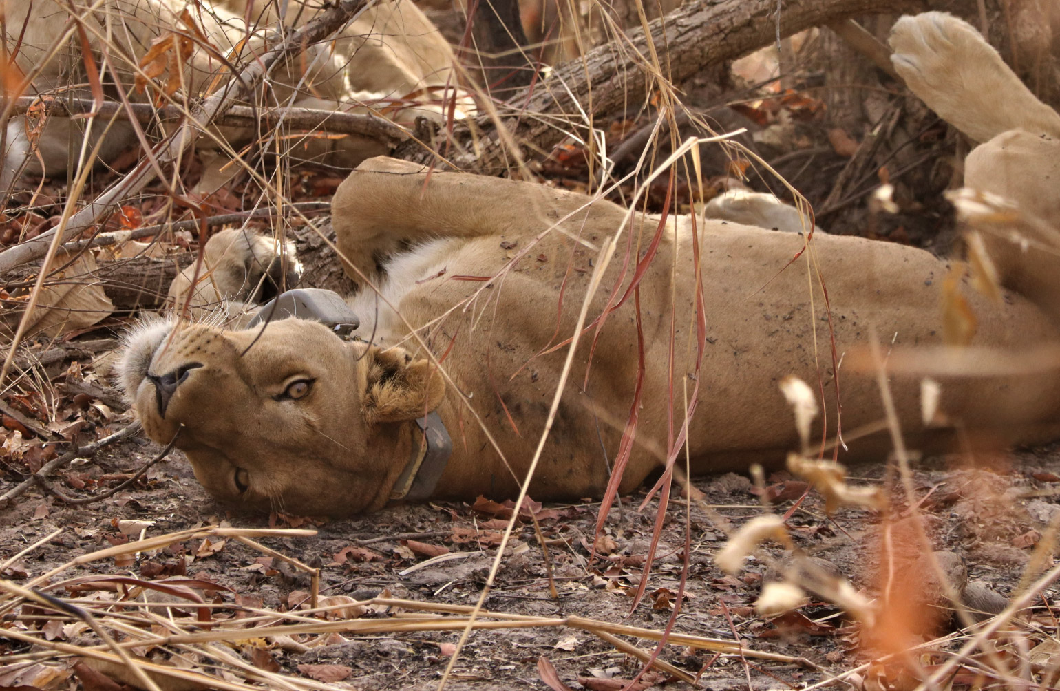 Collared lioness in Senegal