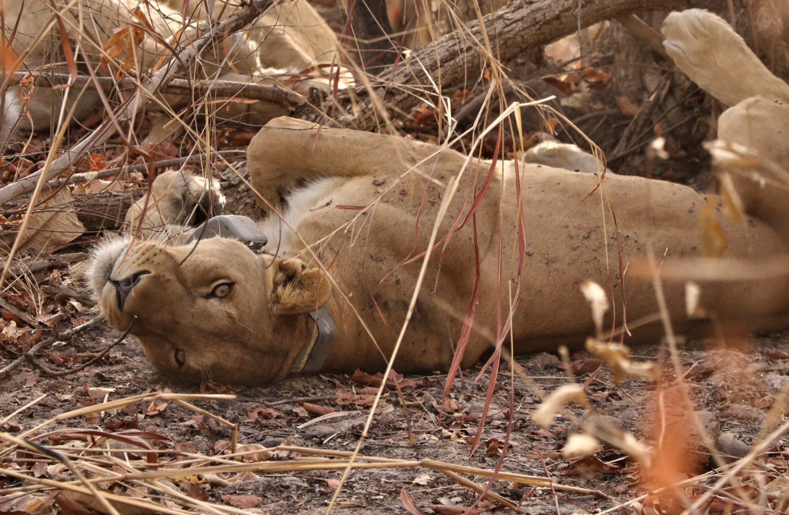 A Nation’s First Felines: Senegal And Panthera Collar First-Ever Lions