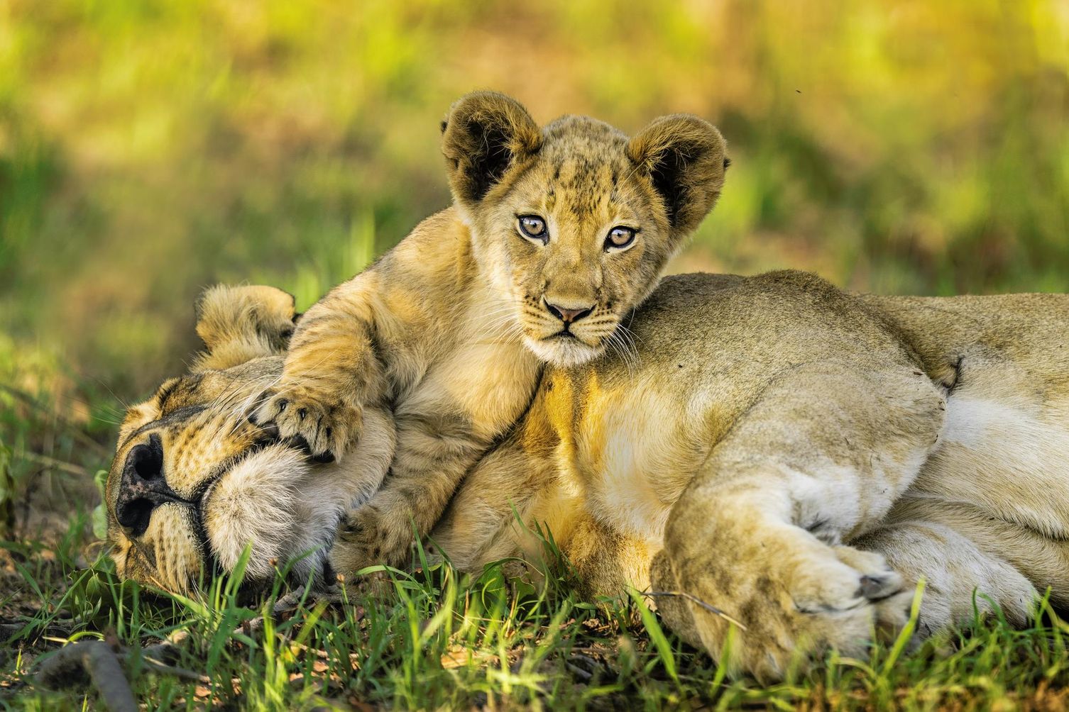 African Lion (Panthera leo) three month old cub playing with sleeping nine year old mother, Kafue National Park, Zambia