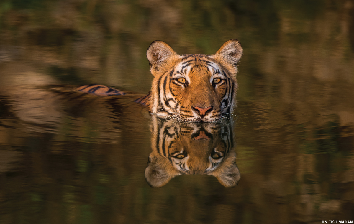 Tiger Swimming