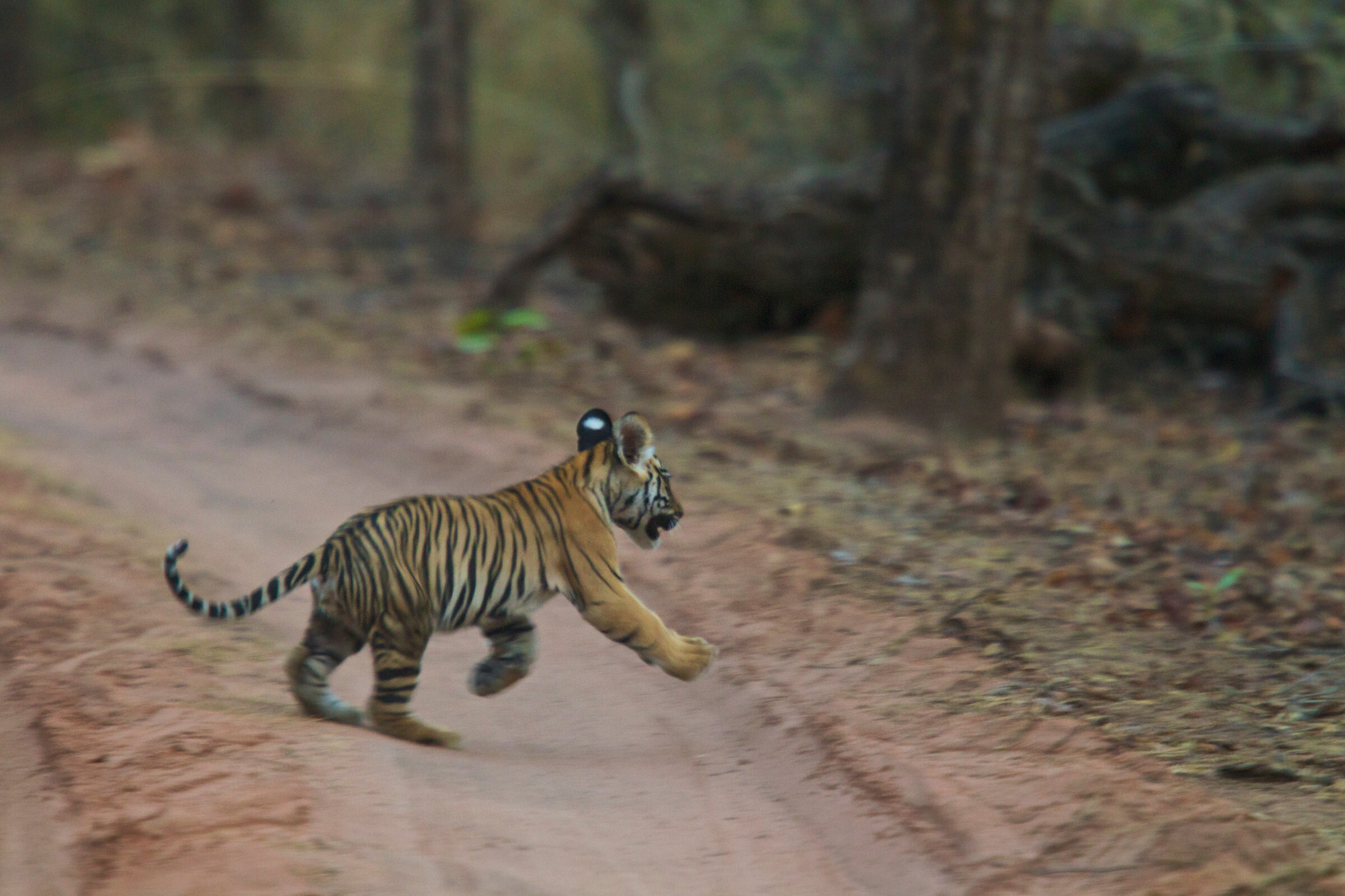 Steve Winter/National Geographic