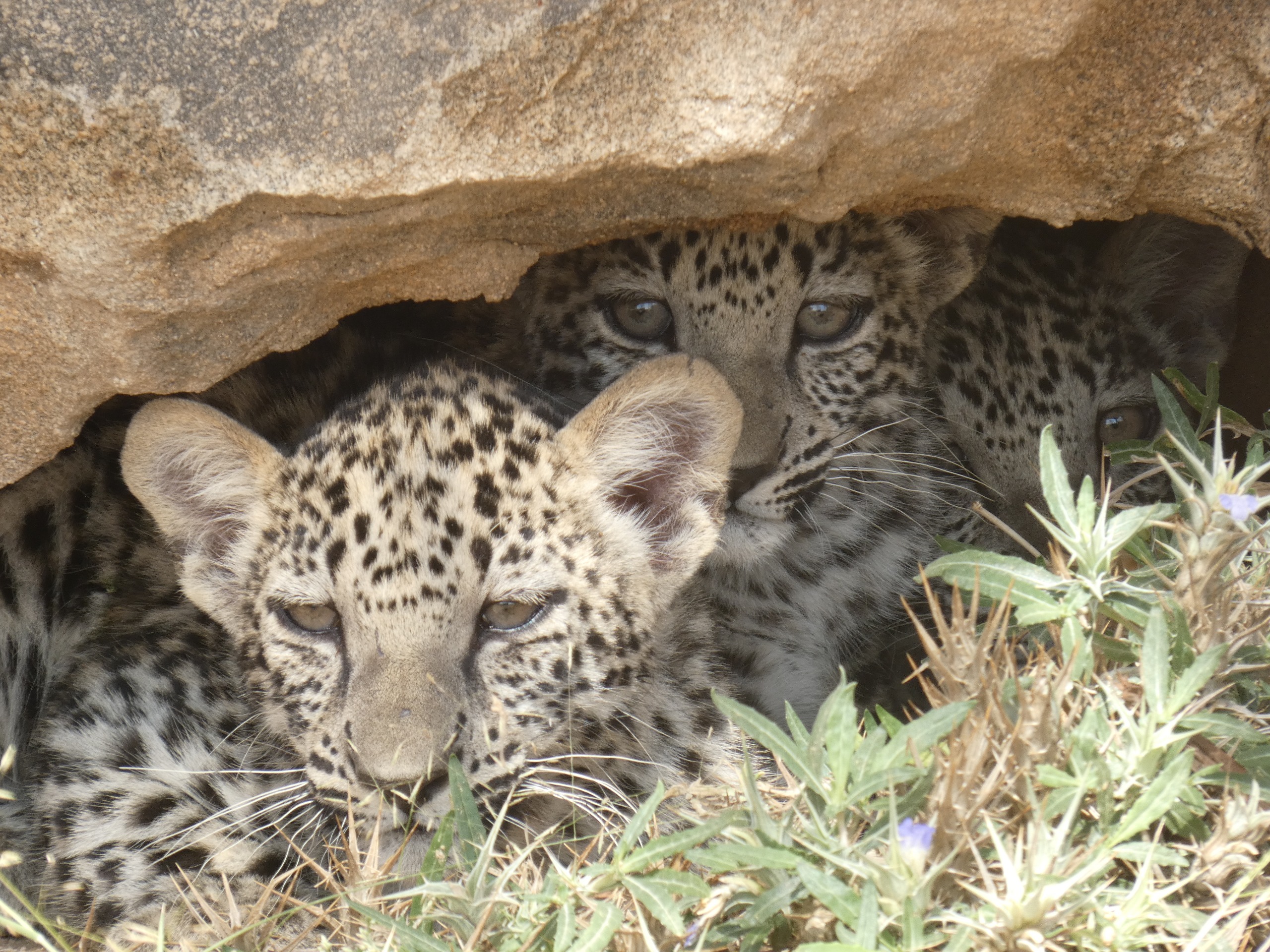 Triplet Arabian leopard cub image