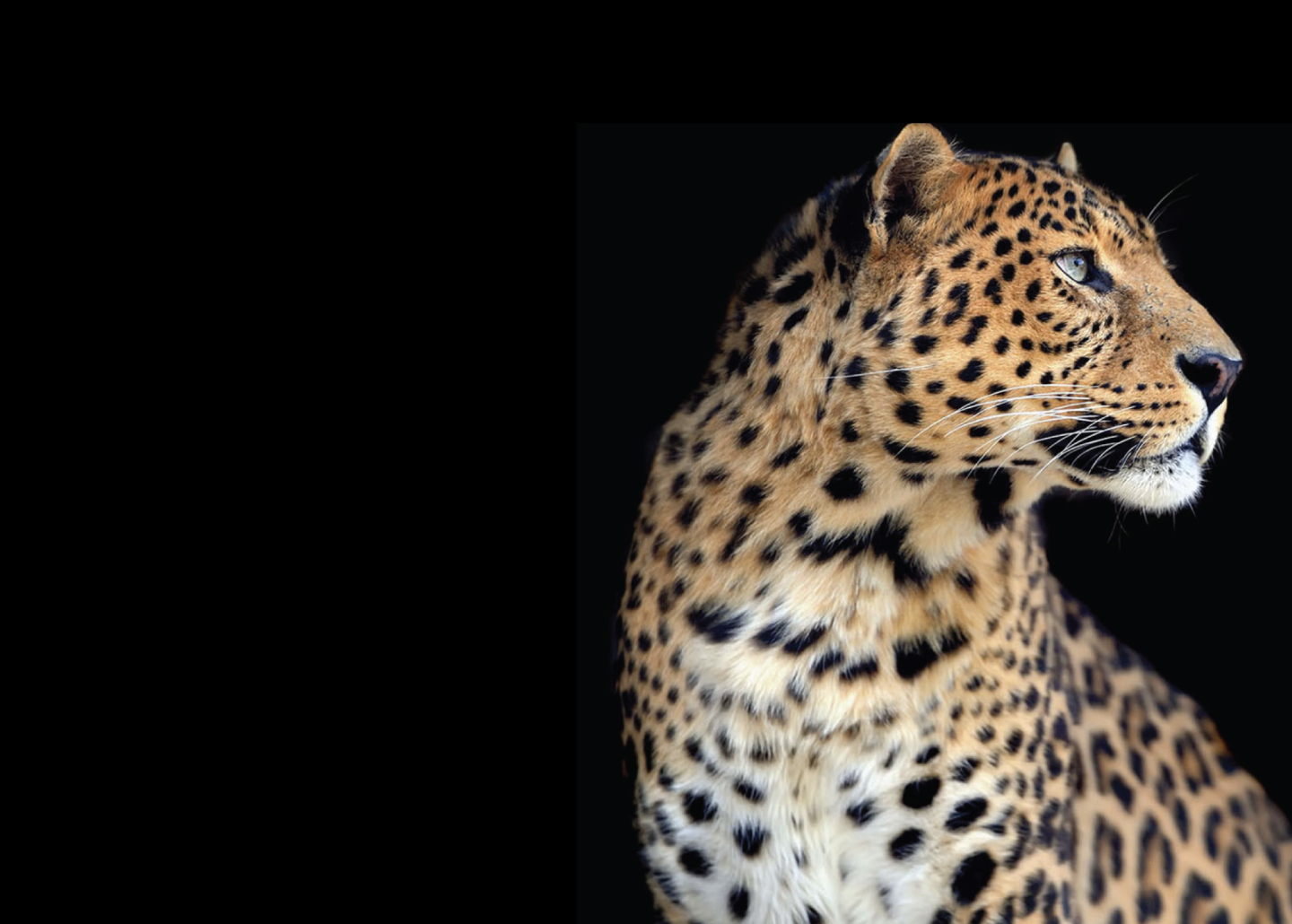 Should Leopards Be Paid for Their Spots?