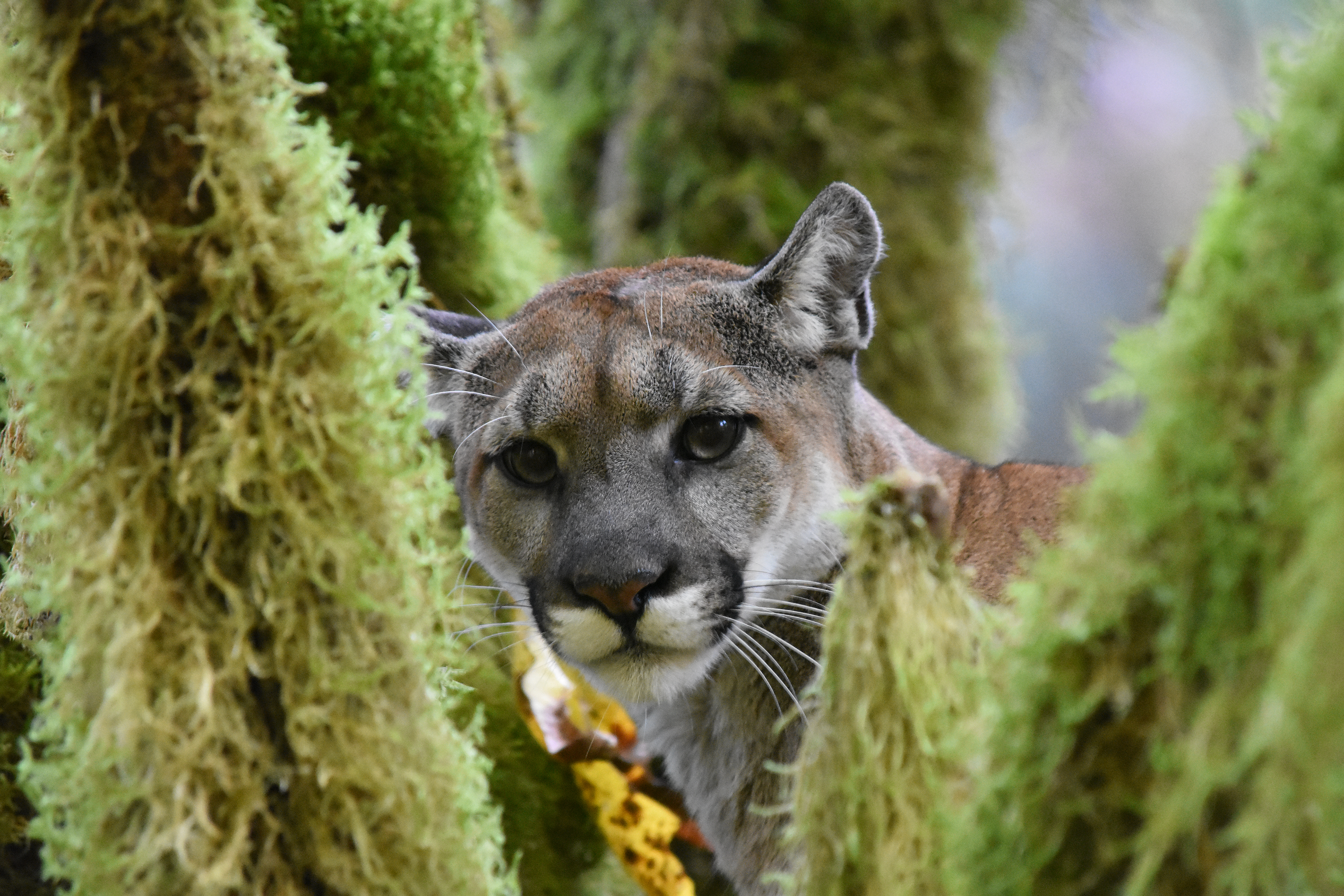 Cougar in a tree in the Olympic Mountains
