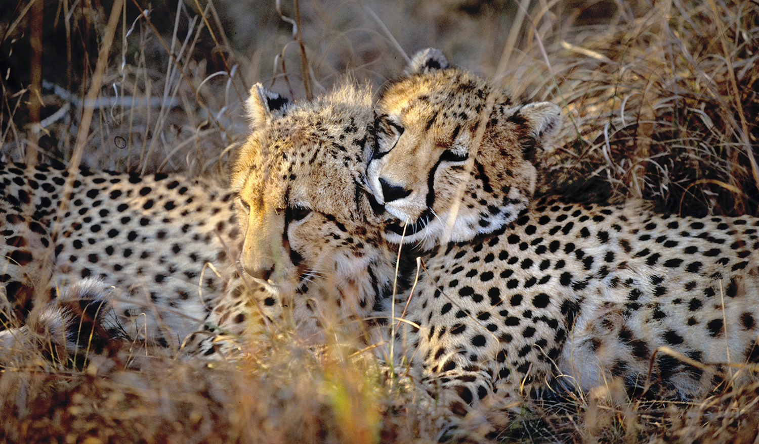 Two cheetahs bonding
