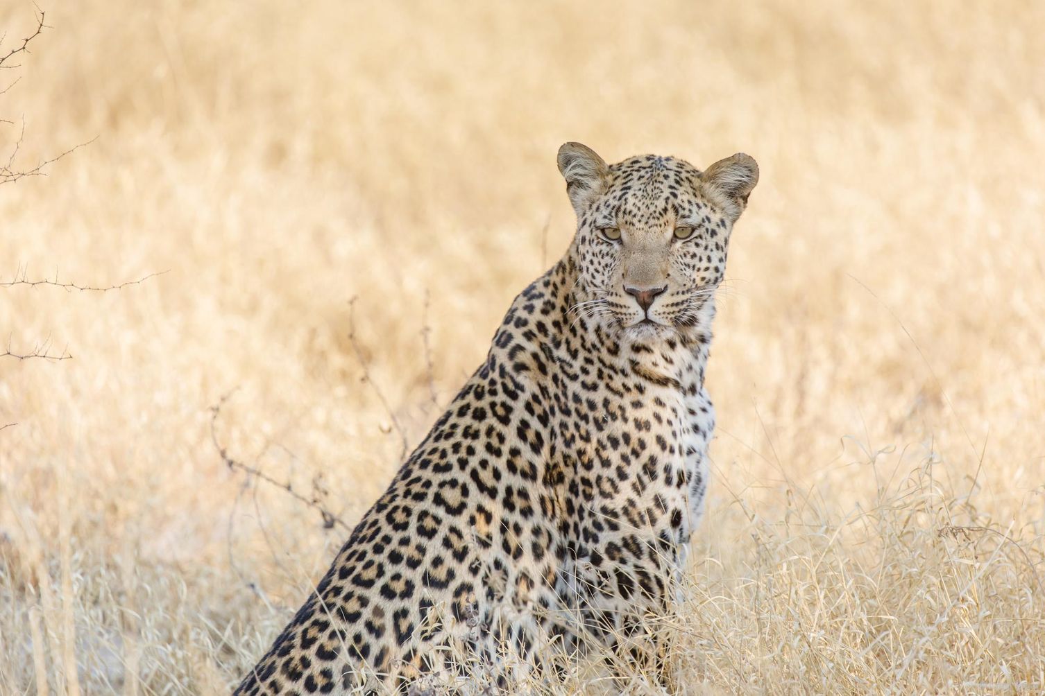 Leopard in Botswana