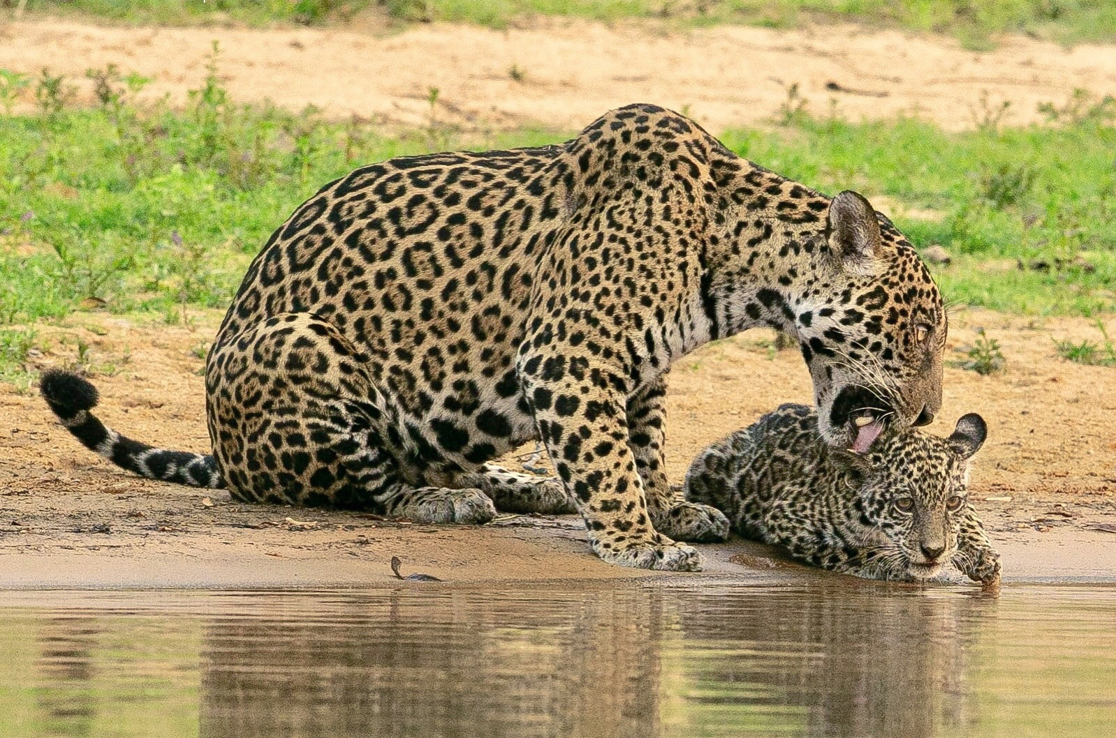 A jaguar licks her cub