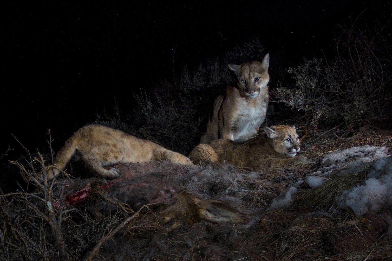 A puma family at a kill site